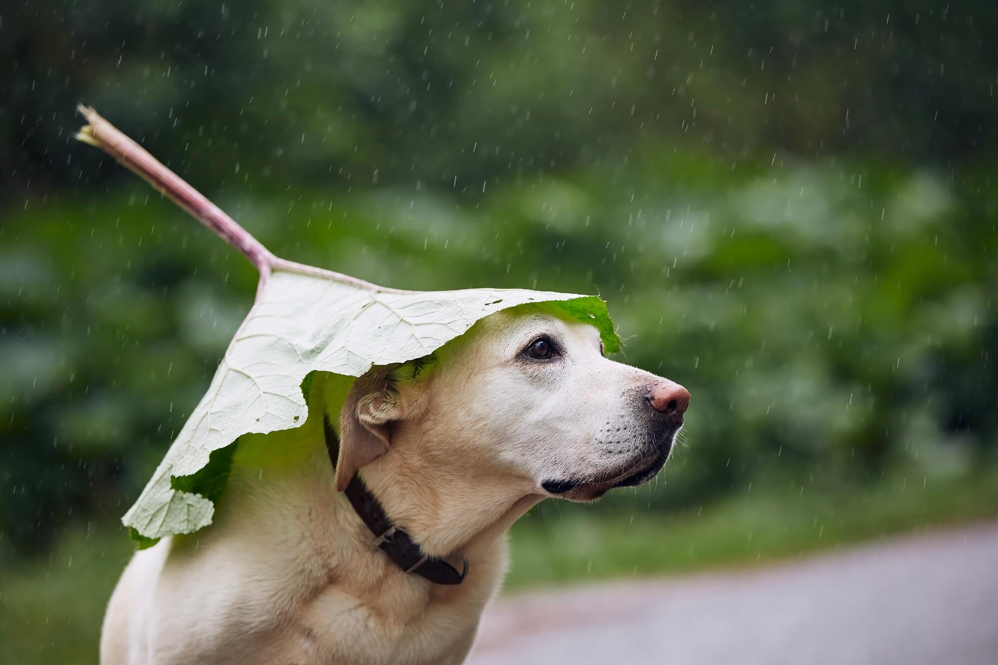 和歌山の室内ドッグラン特集！雨の日も遊べる施設7選